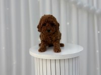Toy Poodle Minikler