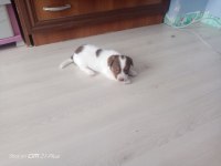 2 Erkek Yavru Jack Russell