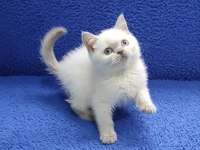 British Blue Point Yavrumuz Teslime Hazırdır