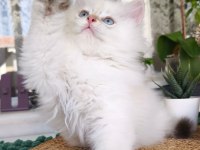 Safkan British Longhair Ve Shorthair Show Kalite Yavrular