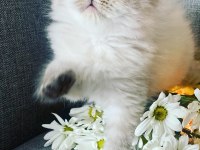Efsane güzellik british longhair