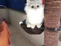 Safkan Erkek Chinchilla Yavrular Catteryden Fluffy ve Gucci