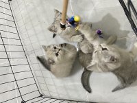 British shorthair silver bebekler