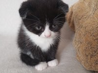 Scottish Fold Smoking