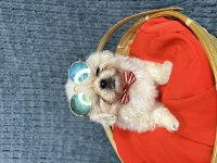 Beyaz pekinez köpeği