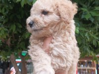 Toy poodle ayarında maltipoo bebekler