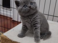 Scottish fold Bebişler
