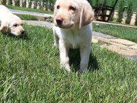 Küt Burun Şampanya Rengi Labrador Yavruları 