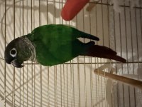 Green Cheek Conure (Yeşil Yanaklı Konur)
