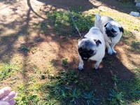 Satılık pug köpeği