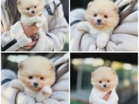Pomeranian Ayıcık Yüz Minyatür Boyut