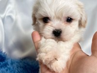 kaymak shih-tzu bebişler (şitsu)