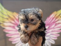 Teacup Yorkshire erkek