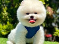 Safkan Pomeranian Boo Bebekler