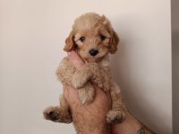 Maltipoo bebekler
