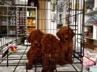 Red Brown Toy Poodle Yavrularımız
