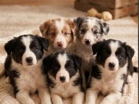 Sağlık Ve Irk Garantili Border Collie Yavrular