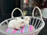 KOCA KAFA KEDİLERİMİZ ORJINAL SAFKAN BEBEKLER