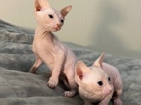 OZYFELINES Seçkin Sphynx Yavruları
