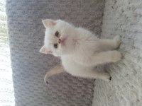 British Shorthair Yavru İçin Ulaşın
