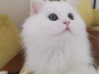 Yakışıklı Kedimiz Behlül