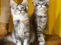 Türkiyenın en geniş referansına sahip kan hattı maine coon