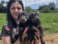 Üst Kalite King Doberman Yavrularım
