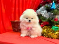 Safkan Pomeranian Boo Köpeklerimiz