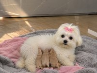 0 Beden Maltipoo Yavruları (Özel dizayn)