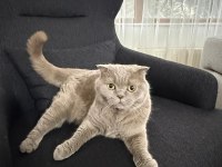 Kedimiz Happy yeni sahibini arıyor