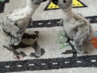 Bebek jako papağanı kırmızı kuyruk 2 aylık