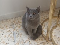 8 Aylık Safkan Dişi Kedimiz