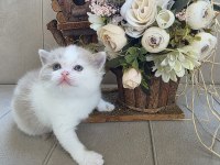 Nadir bulunan renklerden fawn bi color british