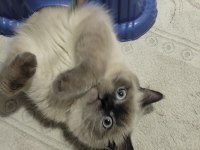 British longhair blue point cinsi 9 aylık erkek