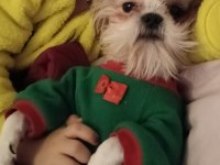 8 aylık kucak köpeğim shih tzu