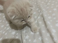 2025 doğumlu scottish fold bebekler yeni yuvalarını bekliyor