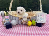 Maltese terrier 52 günlük