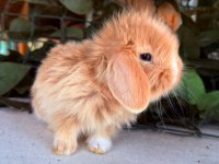 SAFKAN HOLLANDA TEDDY LOP YAVRU TAVŞAN