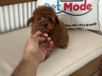 Petmode köpek çiftliğinde ziyarete açık tea cup poodle