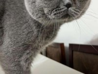 British Shorthair Kedisi
