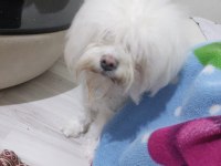 SAHİBİNDEN 1 YAŞINDA DİŞİ MALTİPOO