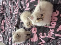 Biblo british longhair yavrular