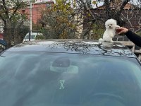 Sevimli pomeranian boo