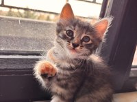 3 Minik Tekir Bebeğe Ömürlük Yuva