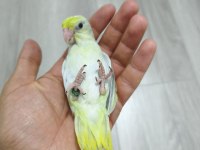 Yavru Forpus Papağanı