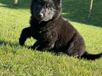Almanların Efsaneleşen Köpeği Alman Kurdu Yavruları