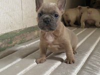 A kalite french bulldog