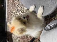 Safkan Tüm Aşıları tam Erkek Pomeranian