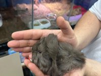 PrehistoricPets garantisi ile guinea pig