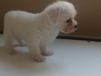Dişi 50 günlük terrier